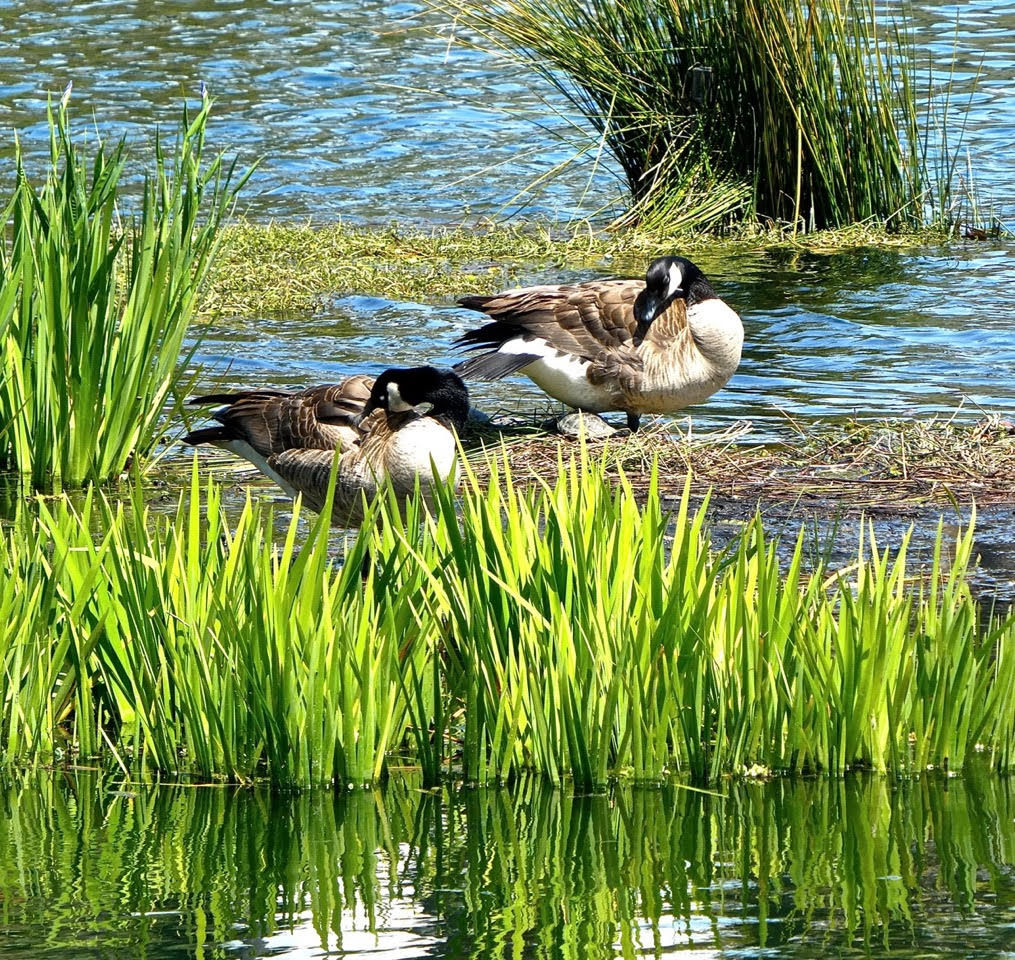 echo park lake geese sandy driscoll.jpg